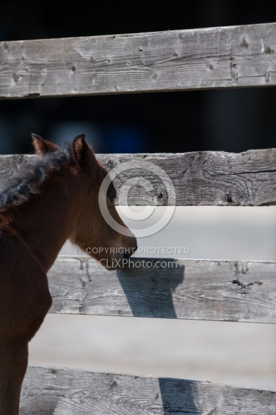 Foal Chewing Wood Fence