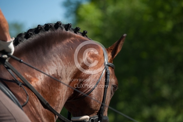 Oldenburg Schooling Dressage