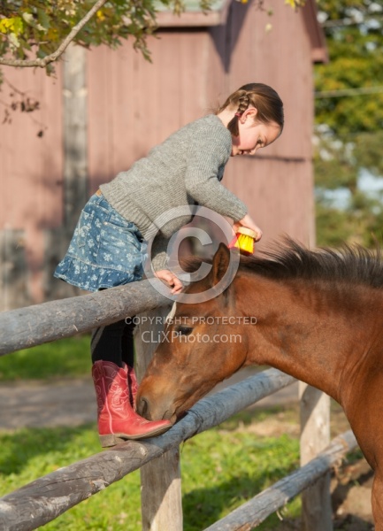 Foal Behind Wood Fencing
