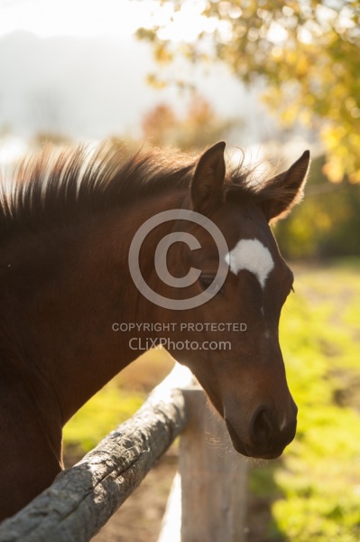 Foal Behind Wood Fencing