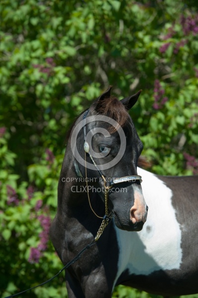 Miniature Horse Portrait Dakota Winds
