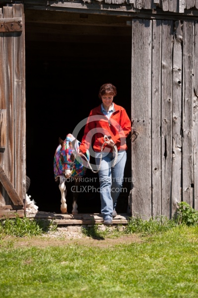 Miniature Horse Wearing a Slinky