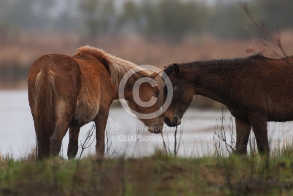 Corolla Horse in the Wild