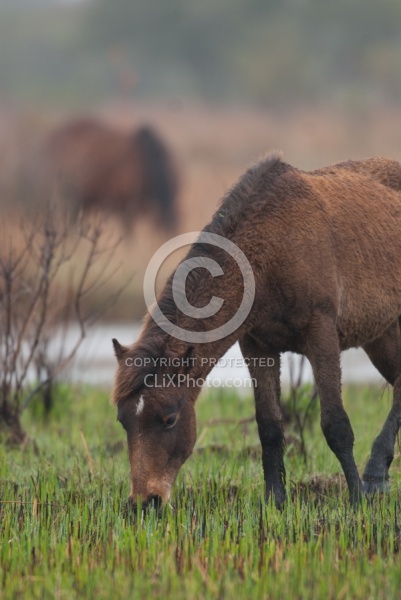 Corolla Horse in the Wild