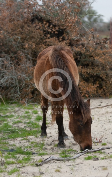 Corolla Horse in the Wild