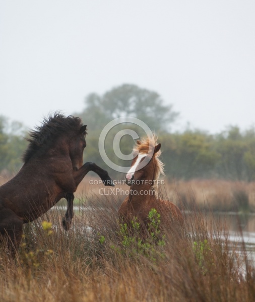 Corolla Horse in the Wild