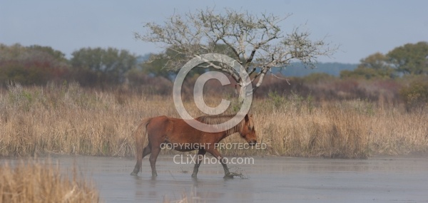 Corolla Horse in the Wild