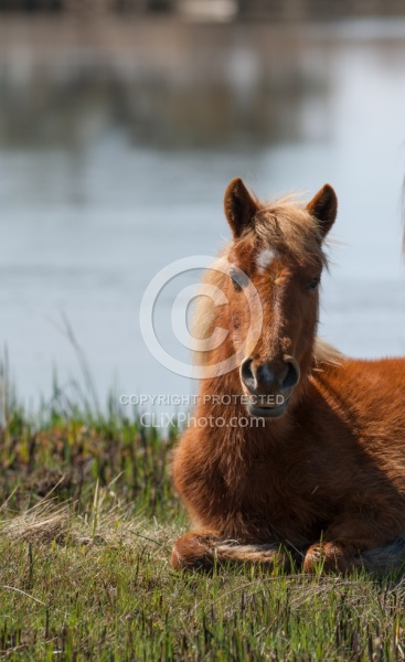 Corolla Horse in the Wild