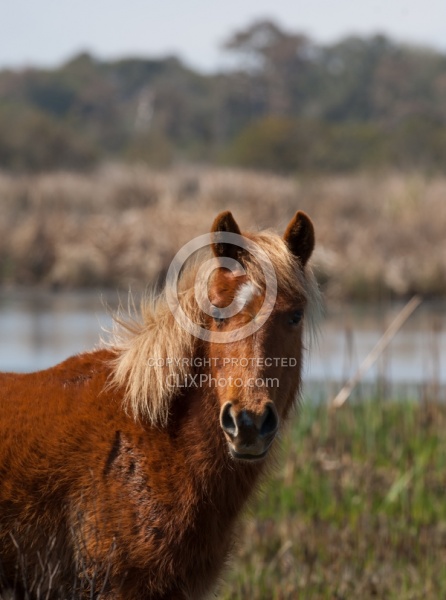 Corolla Horse in the Wild