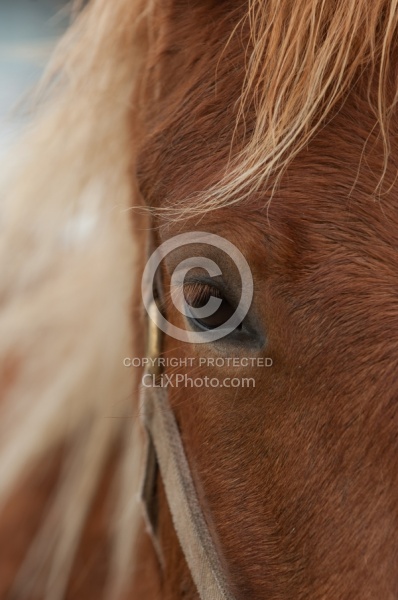 Corolla Horse Domesticated