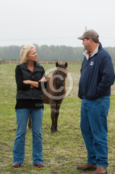 Corolla Horse Domesticated