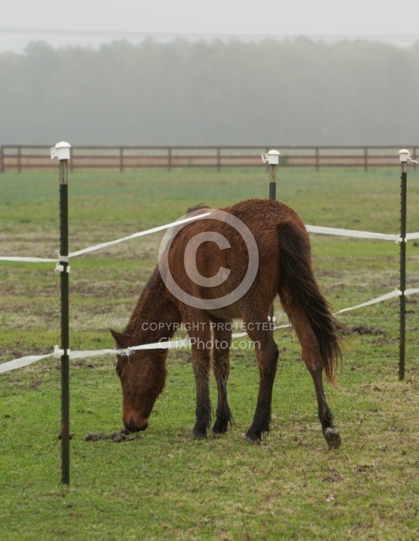 Corolla Horse Domesticated