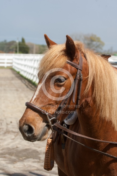 Corolla Horse Domesticated