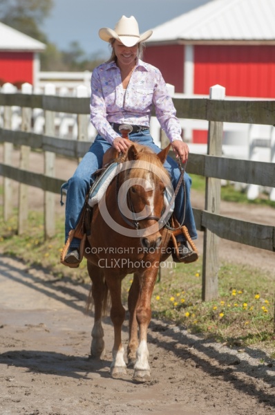 Corolla Horse Domesticated