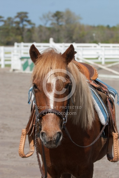 Corolla Horse Domesticated