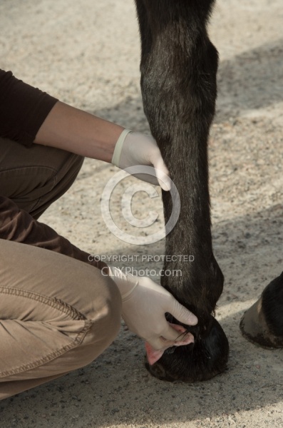 Vet Blocking Front Foot