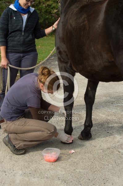 Vet Blocking Front Foot