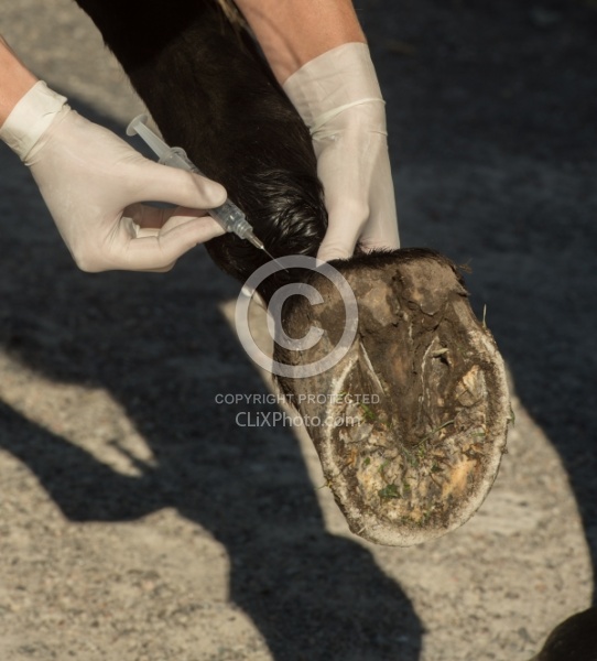 Vet Blocking Front Foot