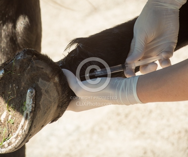 Vet Blocking Front Foot