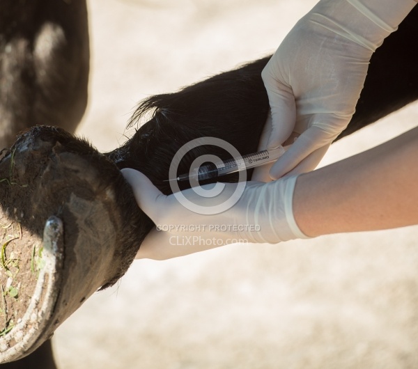 Vet Blocking Front Foot