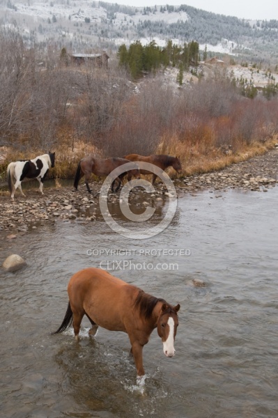 The Jingle Thropugh The River