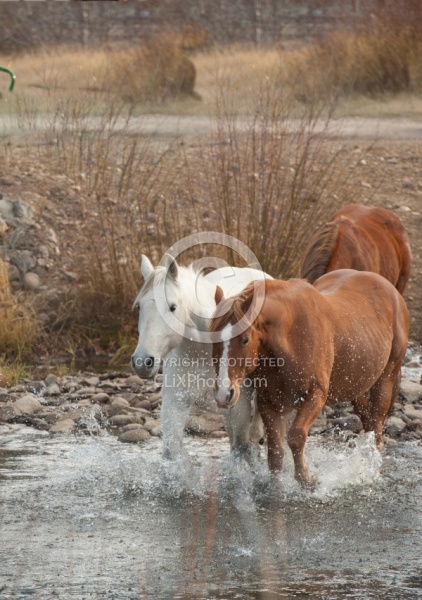 The C Lazy U Herd Crossing the River