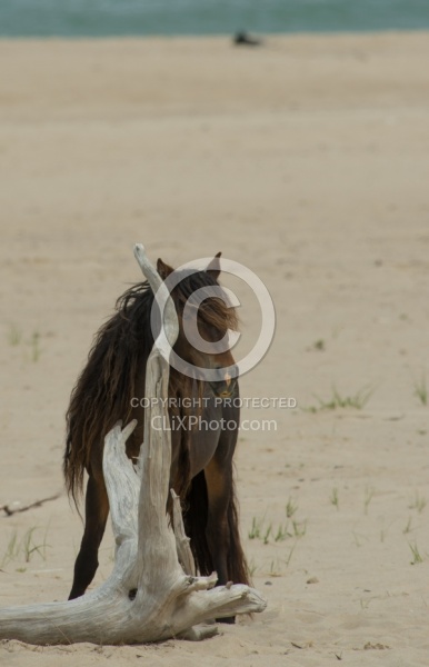 Sable Island Sable Island Horses on the beach