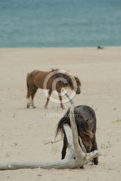 Sable Island Sable Island Horses on the beach