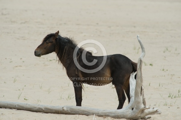 Sable Island Horses on the Beach
