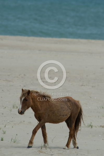 Sable Island Horses on the Beach
