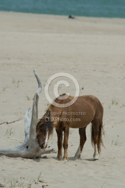 Sable Island Horses on the Beach