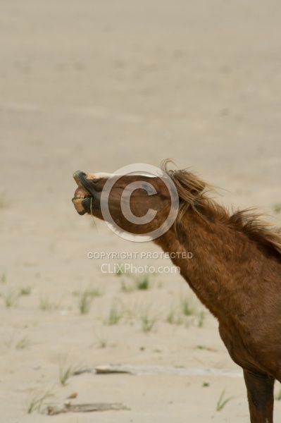 Sable Island Horses on the Beach
