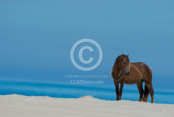 Sable Island Horses on the Beach