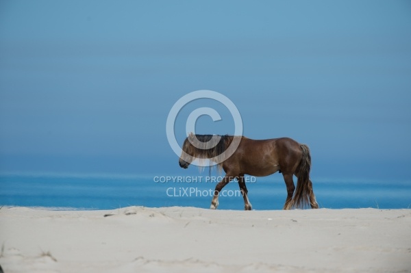 Sable Island Horses on the Beach