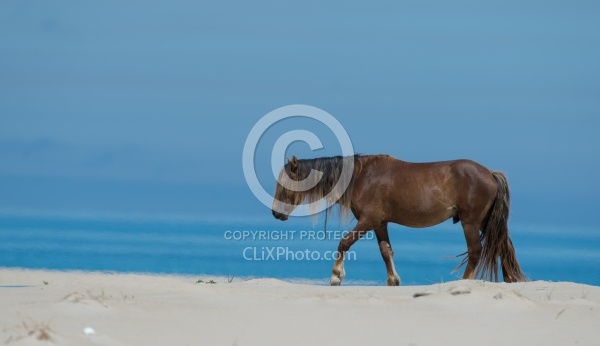 Sable Island Horses on the Beach