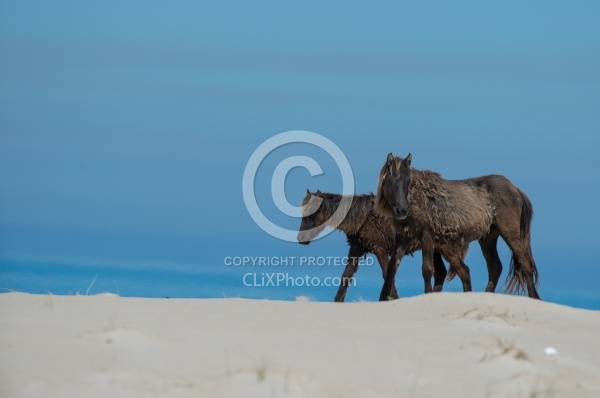 Sable Island Horses on the Beach