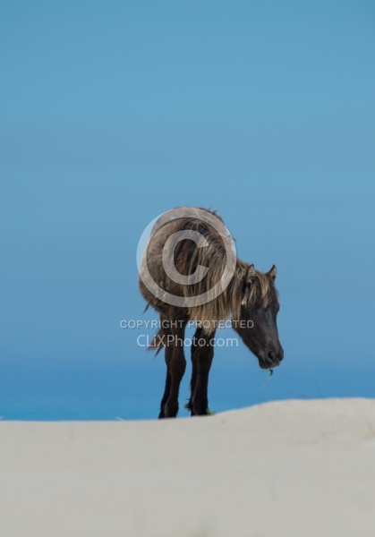 Sable Island Horses on the Beach