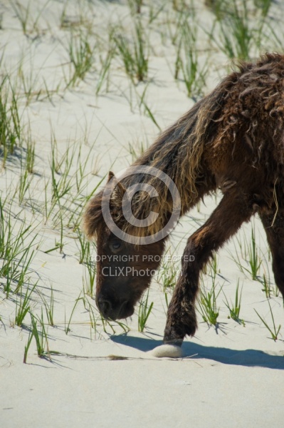 Sable Island Horses on the Beach