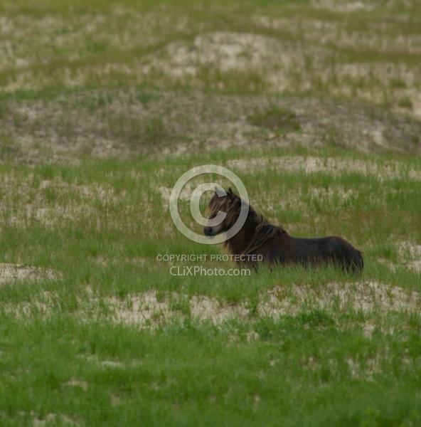 Sable Island Sable Island Horses in the Grass