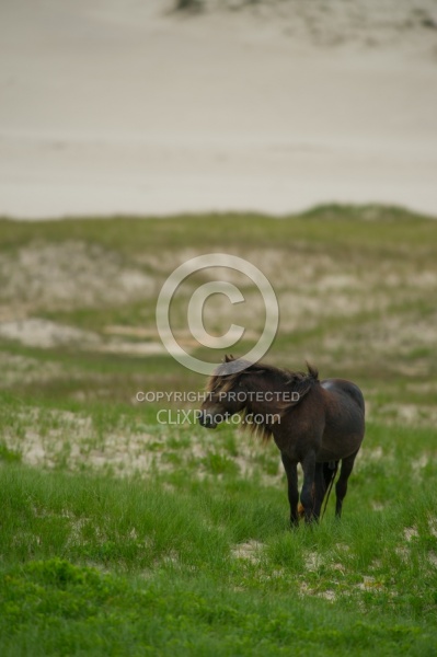 Sable Island Sable Island Horses in the Grass