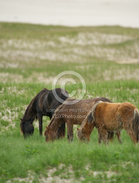 Sable Island Sable Island Horses in the Grass