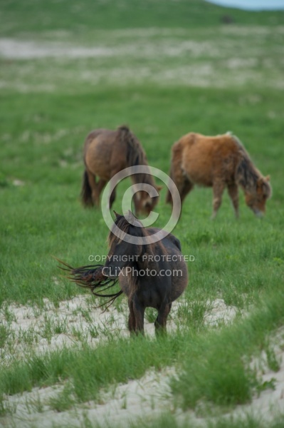 Sable Island Sable Island Horses in the Grass