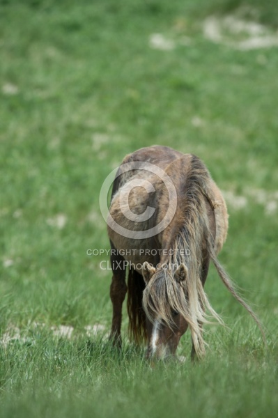 Sable Island Sable Island Horses in the Grass