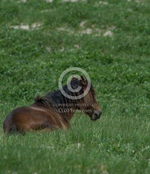 Sable Island Sable Island Horses in the Grass