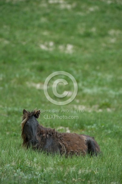 Sable Island Sable Island Horses in the Grass