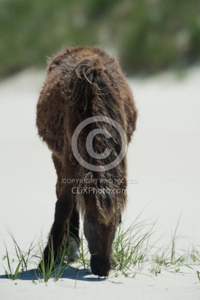 Sable Island Horse Sable Island Horses in the Grass