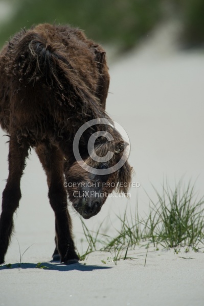 Sable Island Horse Sable Island Horses in the Grass