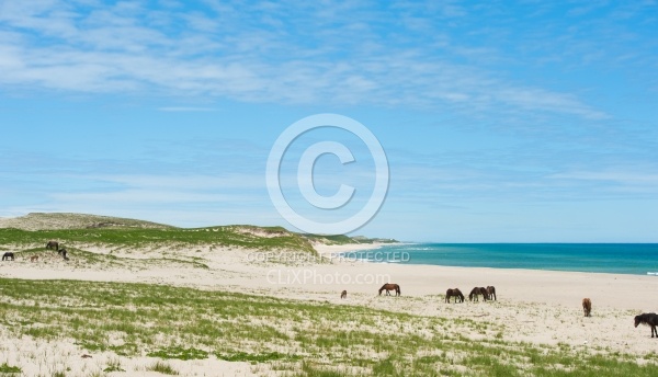 Sable Island Horse Herd on Beach