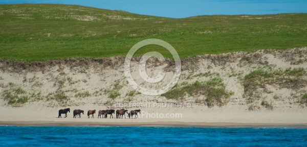 Sable Island Horse Herd on Beach