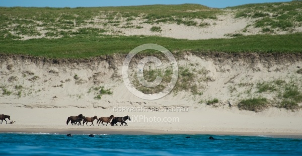 Sable Island Horse Herd on Beach